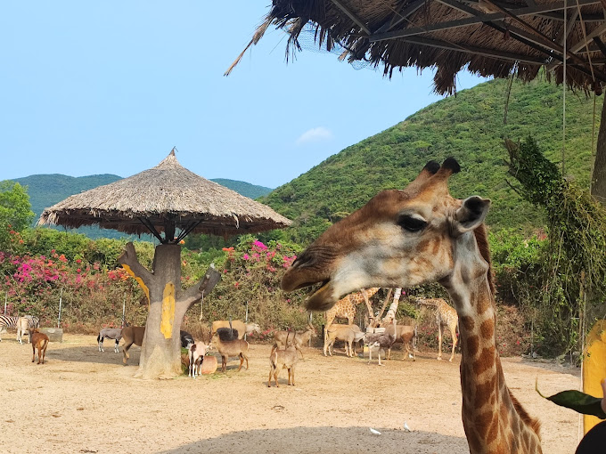 Hồng hạc VinWonders Nha Trang Hồng hạc VinWonders Nha Trang