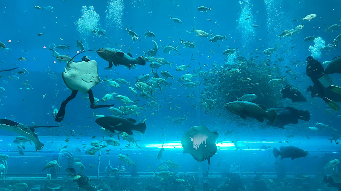 vinwonders-phu-quoc-ivivu-13