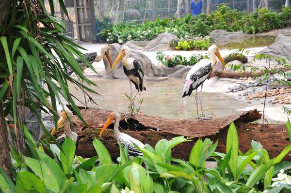 Khám phá động vật tại Vinpearl Safari Phú Quốc