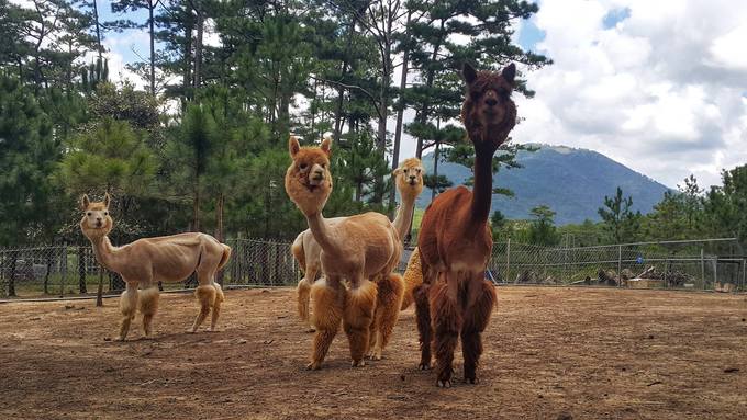 ZooDoo chủ yếu nuôi những con vật đáng yêu, ít thấy ở Việt Nam như kangaroo, cừu đầu đen quen thuộc với trẻ em qua phim hoạt hình Shaun the Sheep, cừu đốm, ngựa lùn pony, lạc đà không bướu Alpaca, chồn, cầy Merkaat...