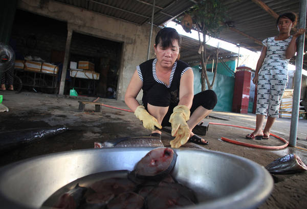 Cá thu thường có trọng lượng từ 8 đén 20 kg mới ngon, tùy nhu cầu cá thu để tươi hay nướng. Cá thu Cửa Lò có giá 160.000 đến 200.000 đồng/kg. Cá nướng thường với mục đích để giữ cá được tươi ngon, không ươn, dùng để sử dụng lâu dài. Cá thu nướng ăn tại chỗ để phục vụ khách du lịch. Nhiều du khách khi đến các gia đình ngư dân ở khối Hải Giang 2, phường Nghi Hải của biển Cửa Lò có thể tự tay chọn cá thu tươi nguyên và đặt các hộ dân nướng, để được tận mắt chứng kiến từ đầu đến cuối quy trình.