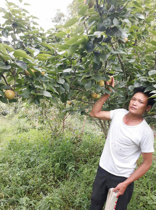 Ông Tẩn Láo Lù bên vườn lê Tai Nung Lào Cai