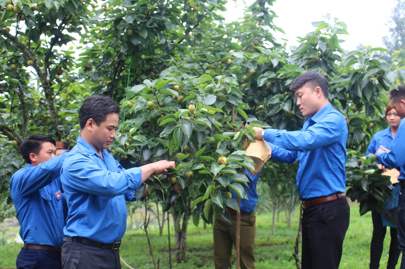 Cán bộ kỹ thuật hướng dẫn chăm sóc lê Tai Nung Lào Cai