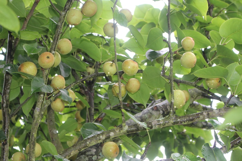 Những cành lê Tai Nung thấp tè mà sai trĩu quả. Ảnh: Hoàng Trường-Phạm Thúy.