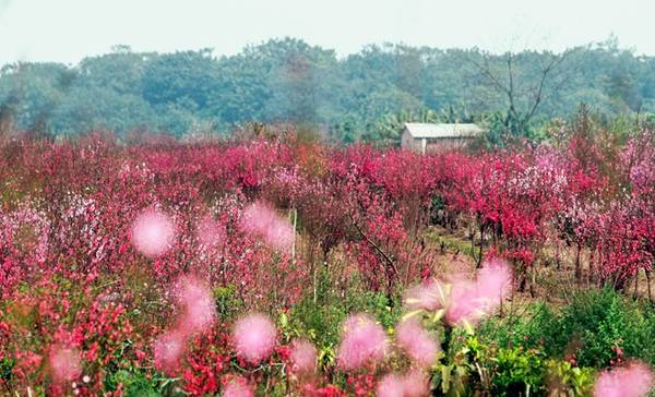 Nông dân chăm sóc hoa khi vườn đào Nhật Tân nở sớm do thời tiết