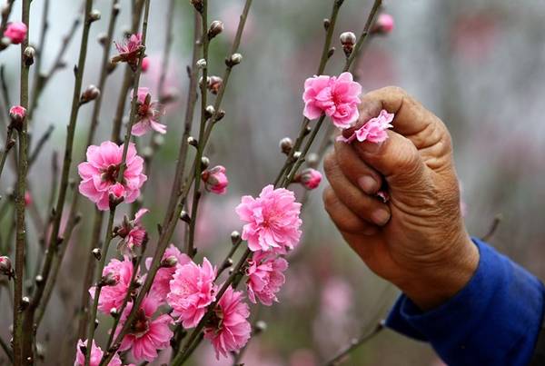 Cận cảnh những cánh hoa đào nở rộ tại vườn đào Nhật Tân Hà Nội