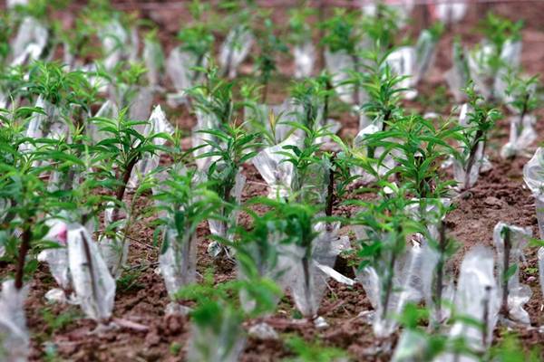 Người trồng hoa chuẩn bị ươm mầm cho những gốc đào Nhật Tân mới
