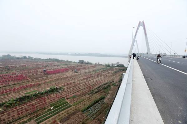 Toàn cảnh làng đào Nhật Tân và Phú Thượng nhìn từ cầu Nhật Tân