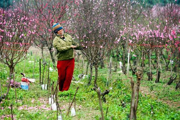 Sự kết hợp giữa đào phai và đào thắm tại vườn đào Nhật Tân