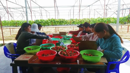 Dâu tây hái tại vườn dâu Đà Lạt được phân loại và đóng gói cẩn thận