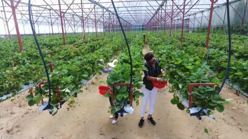 Ông cho biết giá dâu sạch trồng thủy canh thường đắt hơn dâu thường khoảng 100.000 đồng mỗi kg. Giá bán cho khách du lịch khoảng 100-250 nghìn đồng mỗi kg tùy loại.