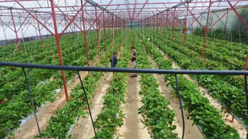 Nước và chất dinh dưỡng được cung cấp cho cây qua hệ thống tưới nhỏ giọt tự động một ngày khoảng 5-8 lần. Nguồn nước sử dụng lấy từ giếng đào, không ô nhiễm hay tồn dư kim loại nặng có hại cho đất và cây trồng.