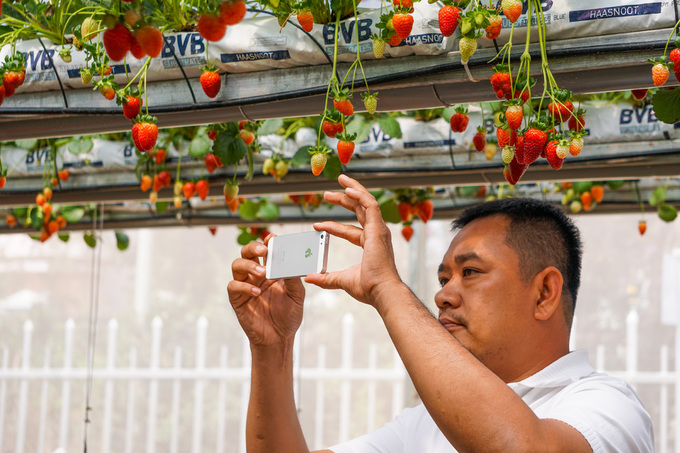 Luống dâu tây cao quá đầu người tại Đà Lạt