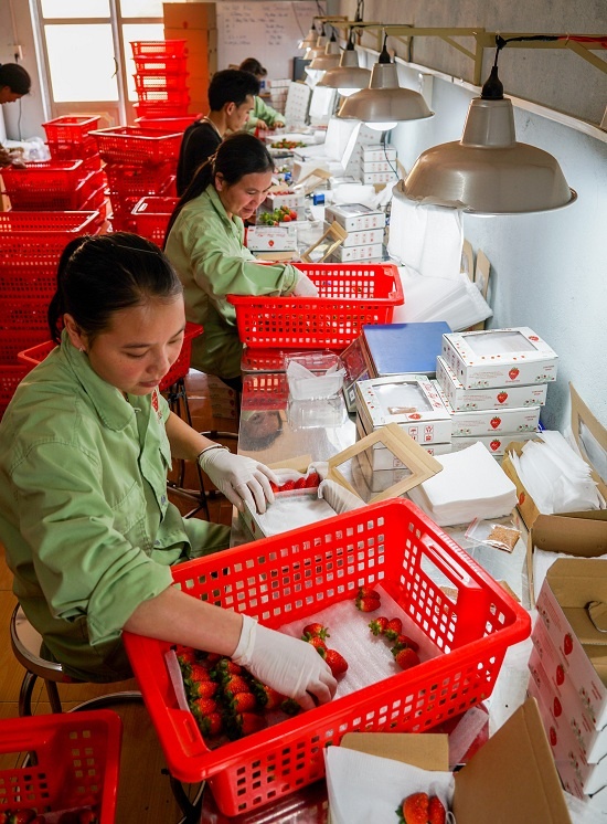 Quy trình đóng gói dâu tây tại Đà Lạt