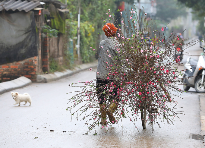 Những cành đào đã bung nụ từ vườn hoa đào Nhật Tân len lỏi trên phố phường