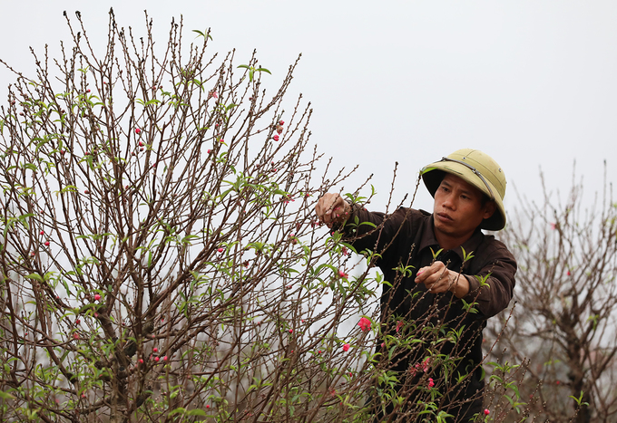 Anh Hữu đang tuốt lá để cây ra hoa đúng dịp Tết nguyên đán. "Các kỹ thuật chăm sóc đào trong đó có tuốt lá có thể giúp cây ra hoa sớm hoặc muộn, bán trước Tết và thậm chí cho đến rằm tháng Giêng", anh Hữu nói.