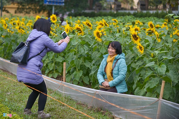 Bà Ngọc biết được thông tin về vườn hoa trên bản tin thời sự nên cùng người bạn đến chụp ảnh ngày cuối tuần.