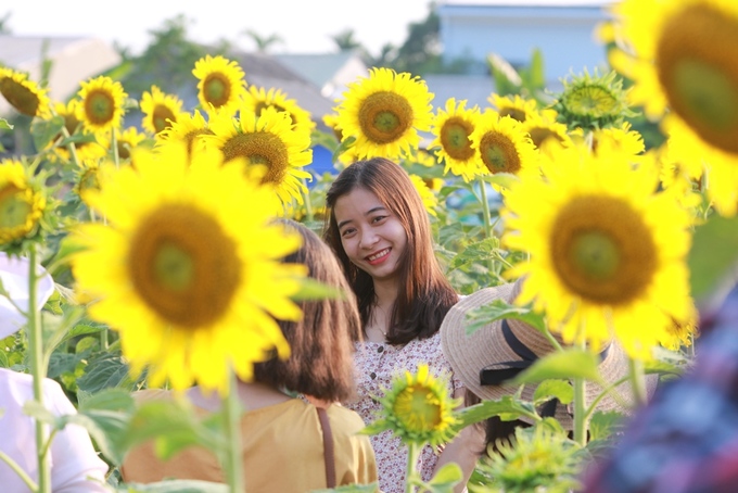 Khách du lịch nườm nượp ghé thăm vườn hoa hướng dương ở Huế