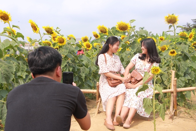 Thời điểm chụp ảnh đẹp nhất tại vườn hoa hướng dương ở Huế