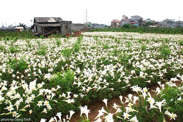 Vẻ đẹp tinh khôi tại vườn hoa loa kèn Hà Nội khi vào mùa nở rộ