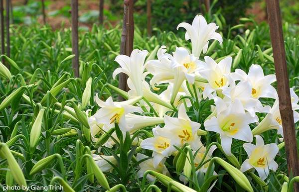 Người dân chăm sóc tỉ mỉ tại vườn hoa loa kèn