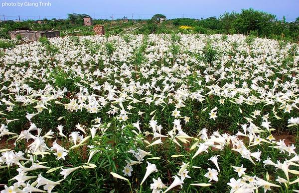 Thời điểm mùa hoa loa kèn nở rộ đẹp nhất vào tháng 4