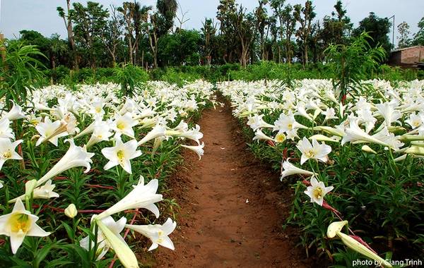 Du khách ngắm nhìn thảm hoa trắng muốt tại vườn hoa loa kèn