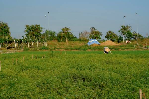 Giá chụp ảnh tại vườn hoa ngò rí Vũng Tàu