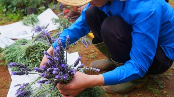 Những dòng oải hương đang trồng tại vườn anh Thành ra hoa quanh năm, do vậy bạn có thể tới bất kỳ mùa nào. Tuy nhiên tháng 7 - 8, Đà Lạt mưa nhiều, hoa trồng ngoài trời nên vườn thường ẩm ướt, dễ bẩn.