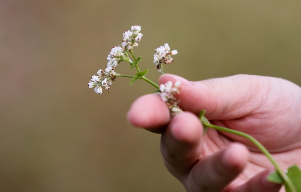 Hoa tam giác mạch được trồng ở Sài Gòn nhỏ xíu, có màu trắng pha chút hồng nhạt. Theo chị Anh Tú, hoa tam giác mạch trồng cũng đơn giản, chỉ cần tưới nước và bón phân đầy đủ, cây sẽ sinh trưởng và cho hoa. "Tuy nhiên, phải trồng ở gò đất cao thì cây mới phát triển ra hoa", chị nói.