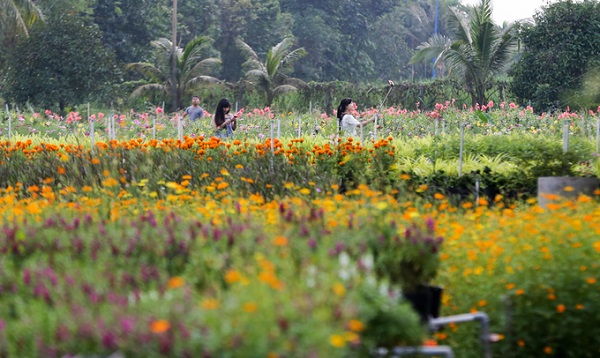 Ngoài tam giác mạch, chị Anh Tú còn trồng nhiều loại hoa khác như cúc, hồng, lavender, hướng dương, phong lan, túy điệp...