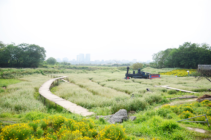 Vườn hoa tam giác mạch nằm cách trung tâm Hà Nội khoảng 7 km, rộng hơn 5.000 m2. Hoa thường mọc ở Tây Bắc nên khi xuất hiện ở thủ đô nhanh chóng thu hút sự quan tâm của người dân và du khách.