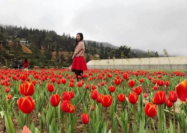 Vườn hoa tulip Bắc Hà tại cao nguyên Lào Cai trở thành điểm du lịch hút khách
