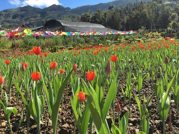 Vườn hoa tulip Bắc Hà nở rộ tạo cảnh quan đẹp dù cây không cao như tulip châu Âu