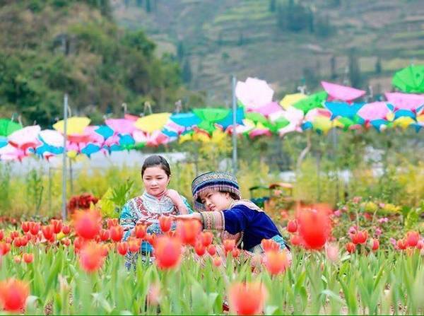 Vườn hoa tulip Bắc Hà nằm trong thung lũng hoa