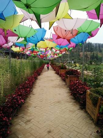 Lối vào vườn hoa tulip Bắc Hà