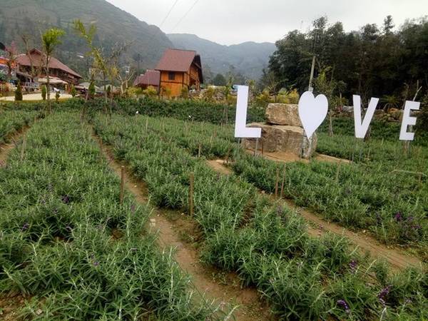Hoa tulip Bắc Hà cùng các loài hoa khác