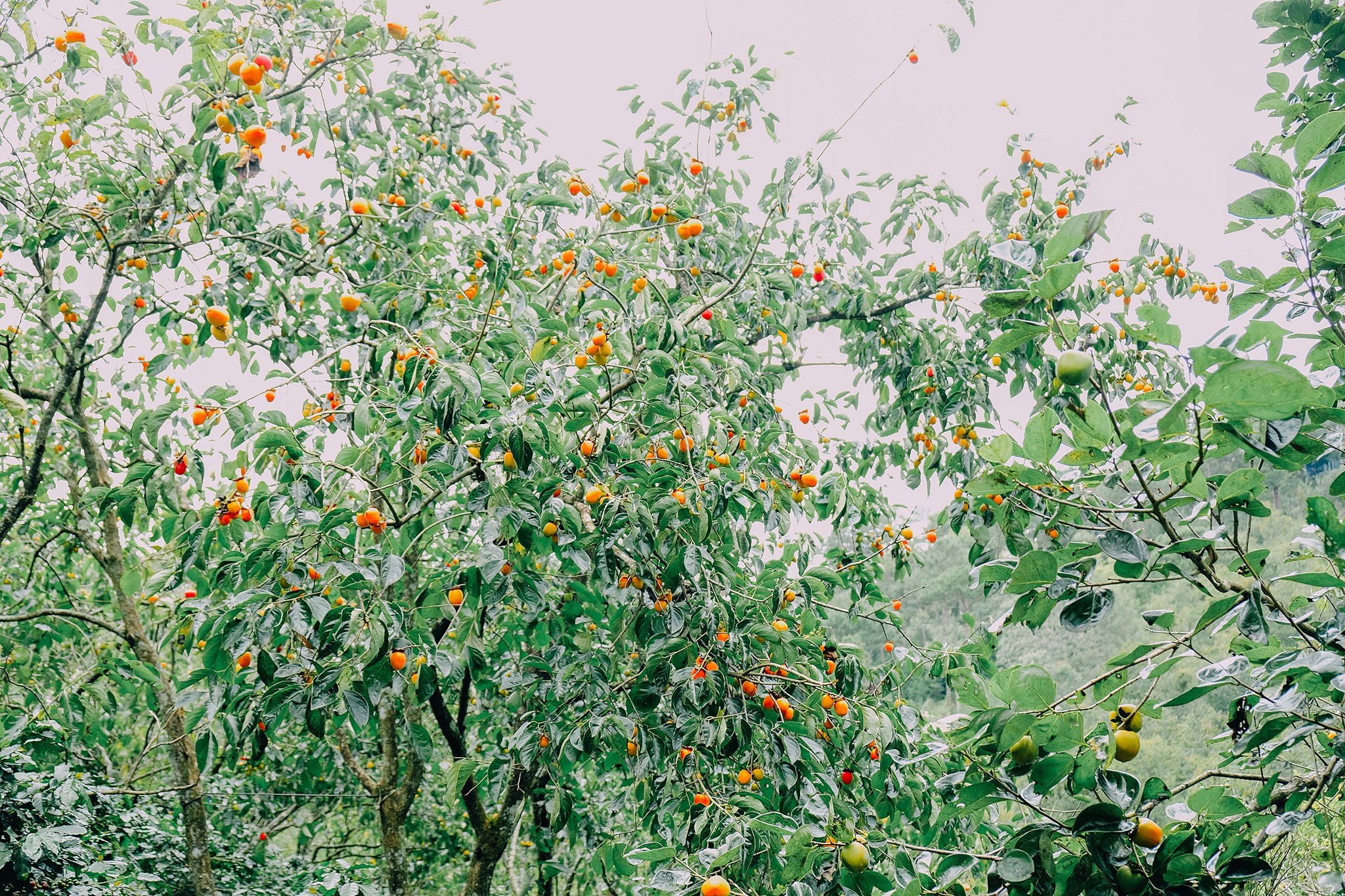 Vườn hồng Thái Long Đà Lạt