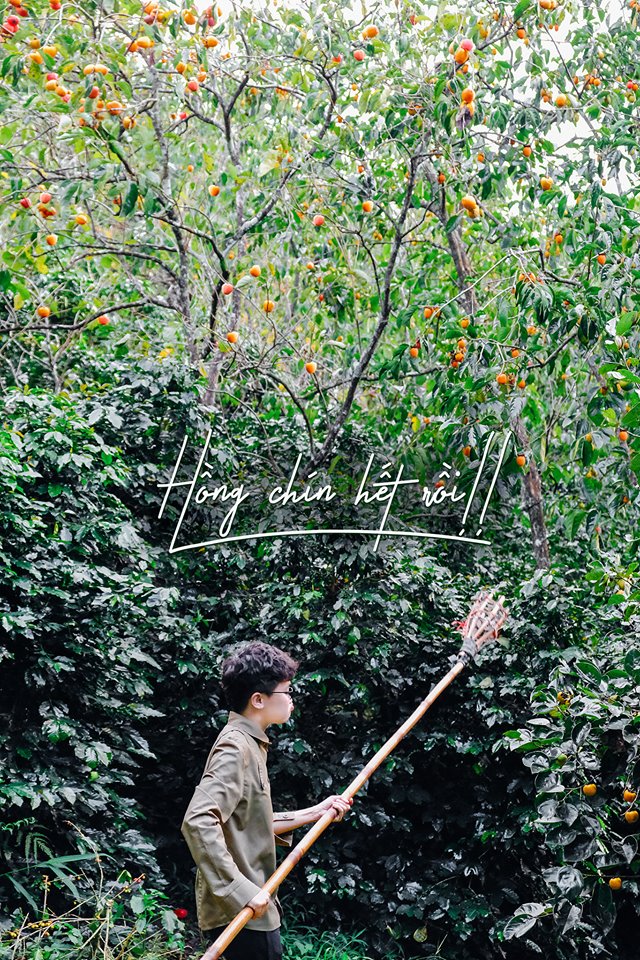 Vườn hồng Thái Long Đà Lạt