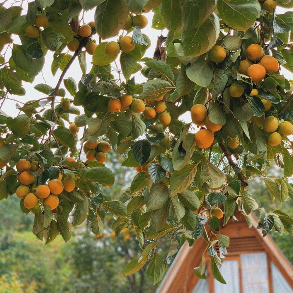 Vườn hồng Thái Long Đà Lạt