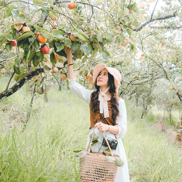 Vườn hồng Thái Long Đà Lạt