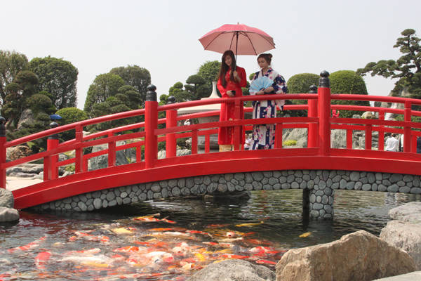 Cá Koi trưởng thành tại hồ nước Vườn Nhật Bản