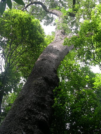 Cây chò đen. Ảnh: bachmapark