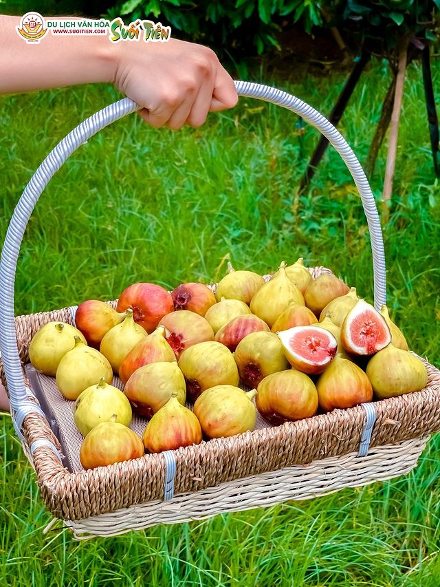 Vườn sung Mỹ Suối Tiên Farm với những trái sung Mỹ tươi ngon