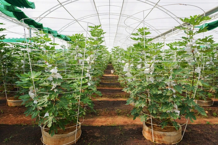 Không gian rộng lớn của vườn sung Mỹ Suối Tiên Farm