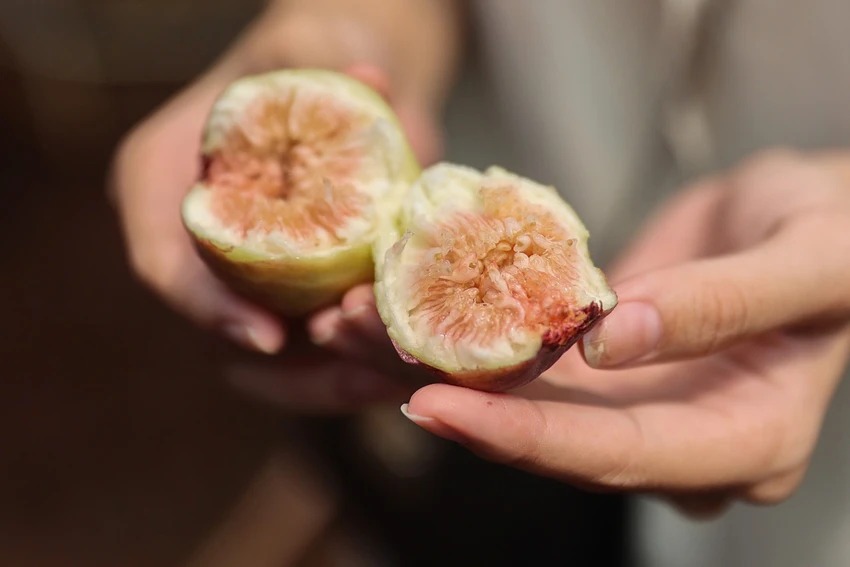 Trái sung Mỹ thịt dày, dẻo tại Suối Tiên Farm