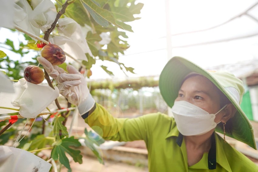 Điểm đến mới lạ ở Sài Gòn: độc đáo vườn sung Mỹ Suối Tiên Farm