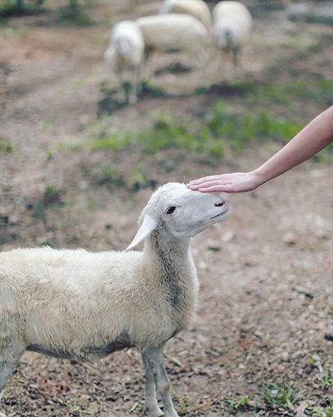 Nội quy khi tương tác với thú tại vườn thú Zoodoo