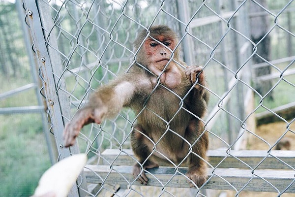 Vườn thú Zoodoo giới hạn số lượng khách mỗi ngày