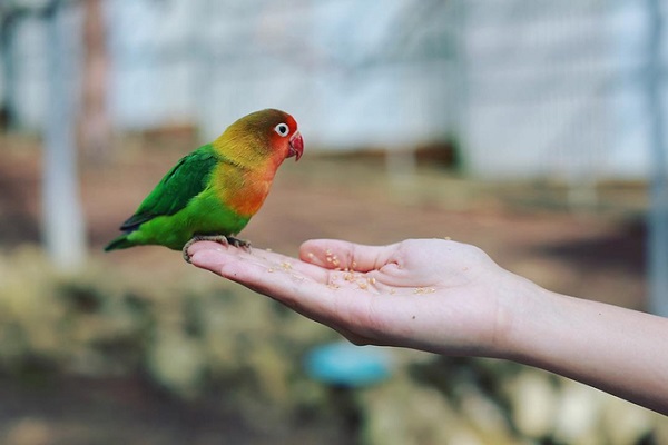 Cho thú ăn tại vườn thú Zoodoo